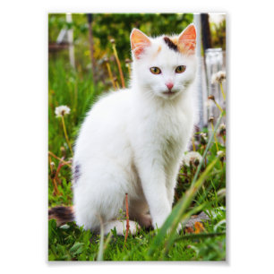 White Kitten Photo Foto Afdruk