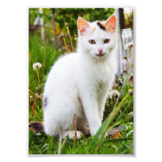White Kitten Photo Foto Afdruk (Voorkant)