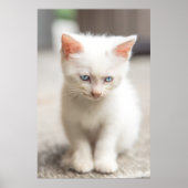 White Kitten Poster (Voorkant)