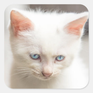White Kitten Vierkante Sticker