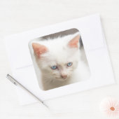 White Kitten Vierkante Sticker (Envelop)
