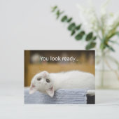 White Kitten Welkom terug naar de Briefkaarten op  (Staand voorkant)