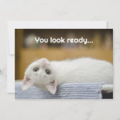 White Kitten Welkom Terug naar School Bericht Kaar Kaart (Voorkant)