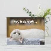 White Kitten Welkom Terug naar School Bericht Kaar Kaart (Staand voorkant)