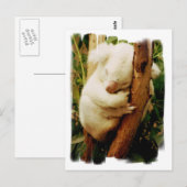 White Koala Beer Briefkaart (Voorkant / Achterkant)