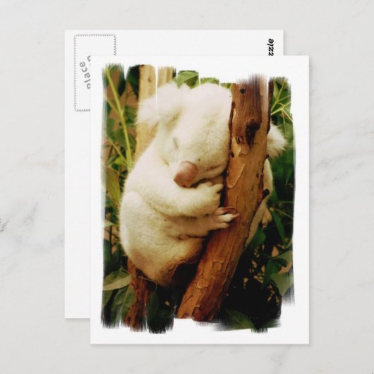 White Koala Beer Briefkaart (Voorkant / Achterkant)