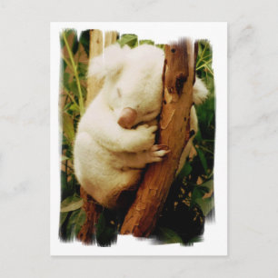 White Koala Beer Briefkaart