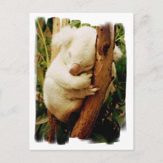 White Koala Beer Briefkaart (Voorkant)