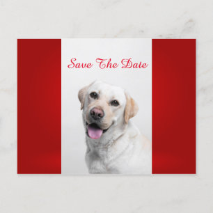 White Labrador Aankondigingskaart