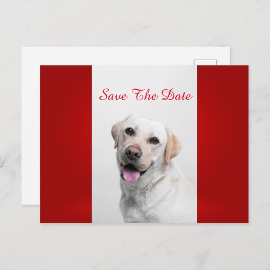 White Labrador Aankondigingskaart (Voorkant / Achterkant)