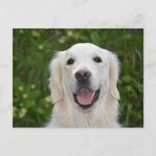 White Labrador Retriever Dog Briefkaart