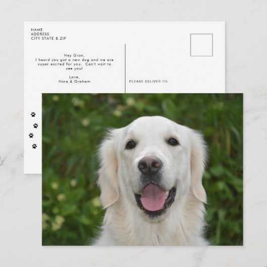White Labrador Retriever Dog Briefkaart (Voorkant / Achterkant)