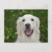 White Labrador Retriever Dog Briefkaart (Voorkant)