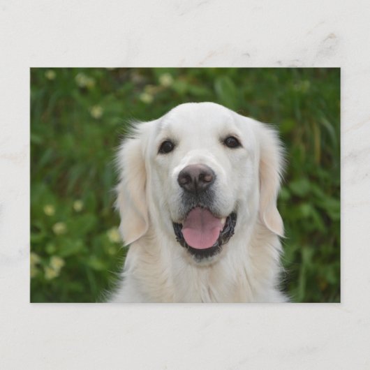 White Labrador Retriever Dog Briefkaart (Voorkant)