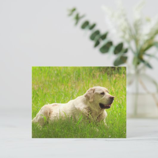 White Labrador Retriever Dog Briefkaart (Staand voorkant)