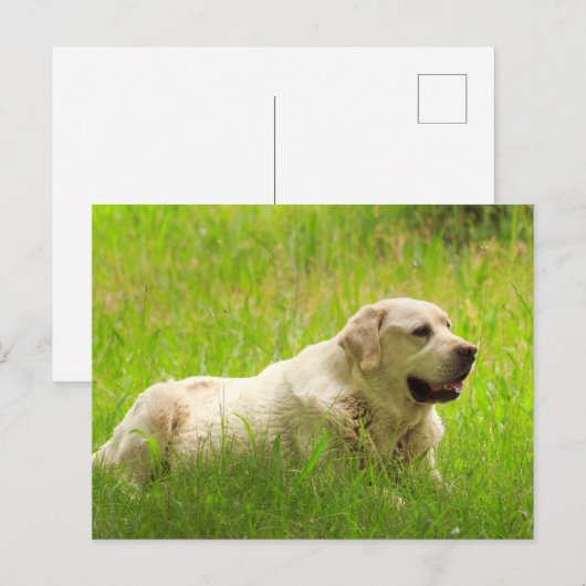 White Labrador Retriever Dog Briefkaart (Voorkant / Achterkant)