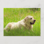 White Labrador Retriever Dog Briefkaart (Voorkant)