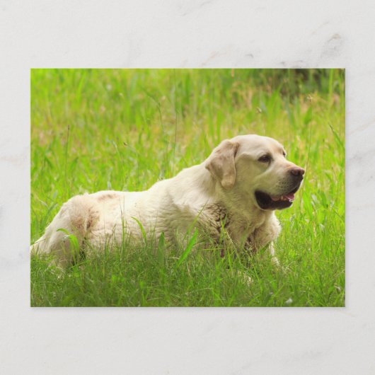White Labrador Retriever Dog Briefkaart (Voorkant)