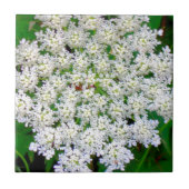White Lace Hydrangea Tegeltje (Voorkant)