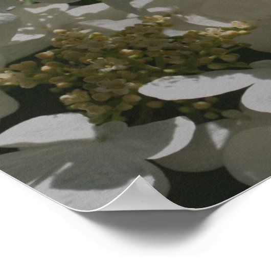 White Lacecap Hydrangea Flowers Poster (Hoek)