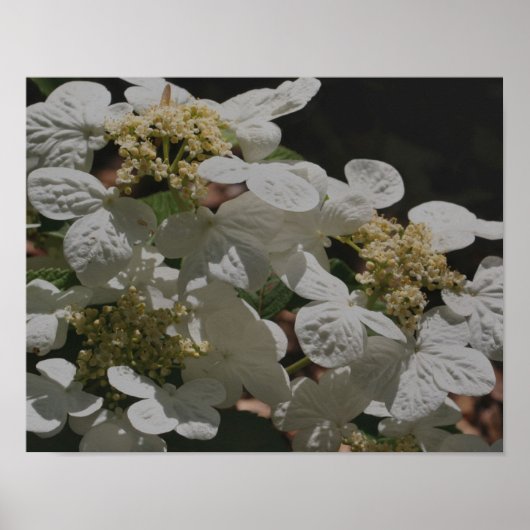 White Lacecap Hydrangea Flowers Poster (Voorkant)