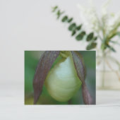 White Lady Slipper Orchid Flower Briefkaart (Staand voorkant)