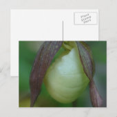 White Lady Slipper Orchid Flower Briefkaart (Voorkant / Achterkant)