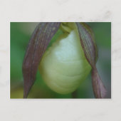 White Lady Slipper Orchid Flower Briefkaart (Voorkant)