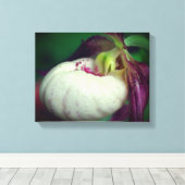 White lady Slipper Orchid Flower Close Canvas Afdruk (Insitu (Houten vloer))