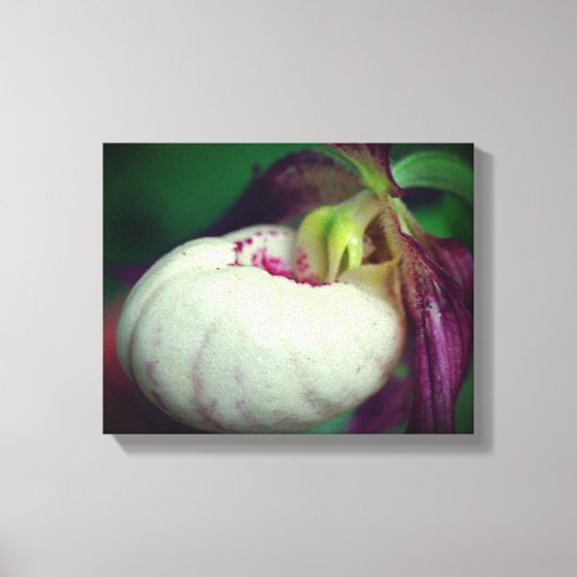 White lady Slipper Orchid Flower Close Canvas Afdruk (Voorkant)