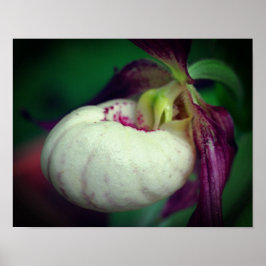 White lady Slipper Orchid Flower Close Poster