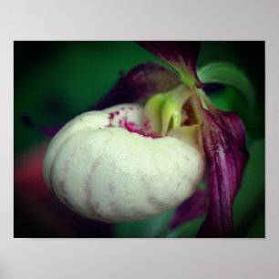 White lady Slipper Orchid Flower Close Poster