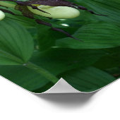 White Lady Slipper Orchid Flower Clutch Poster (Hoek)