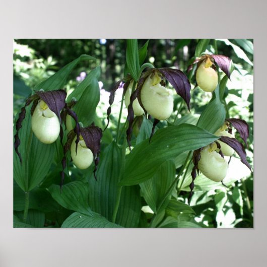 White Lady Slipper Orchid Flower Clutch Poster (Voorkant)