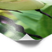 White Lady Slipper Orchid Flower Foto Afdruk (Hoek)