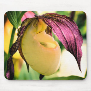 White Lady Slipper Orchid Flower Muismat
