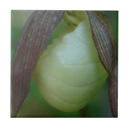 White Lady Slipper Orchid Flower Natuur Tegeltje (Voorkant)