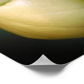 White Lady Slipper Orchid Flower Pair Poster (Hoek)