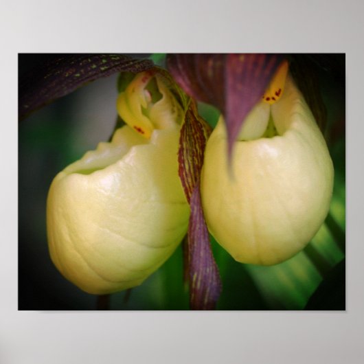 White Lady Slipper Orchid Flower Pair Poster (Voorkant)