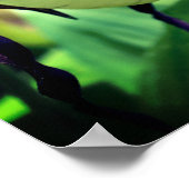 White Lady Slipper Orchid Flower Poster (Hoek)