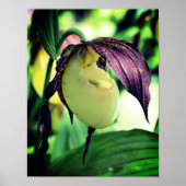 White Lady Slipper Orchid Flower Poster (Voorkant)