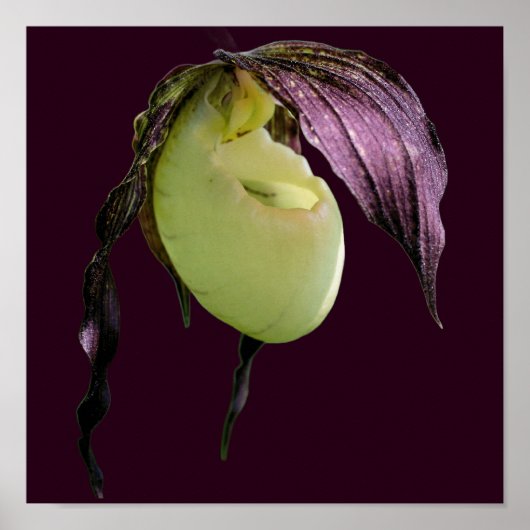 White Lady Slipper Orchid Flower Poster (Voorkant)