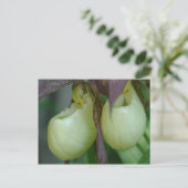 White Lady Slipper Orchid Pair Flower Briefkaart (Staand voorkant)