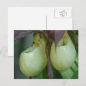 White Lady Slipper Orchid Pair Flower Briefkaart (Voorkant / Achterkant)