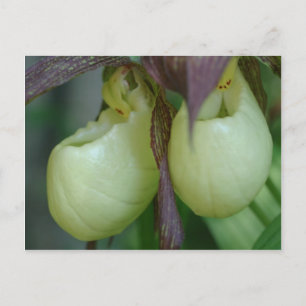 White Lady Slipper Orchid Pair Flower Briefkaart
