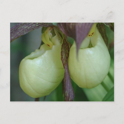 White Lady Slipper Orchid Pair Flower Briefkaart (Voorkant)