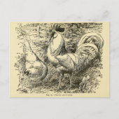 White Leghorn Briefkaart (Voorkant)