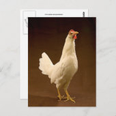 White Leghorn Chicken Briefkaart (Voorkant / Achterkant)