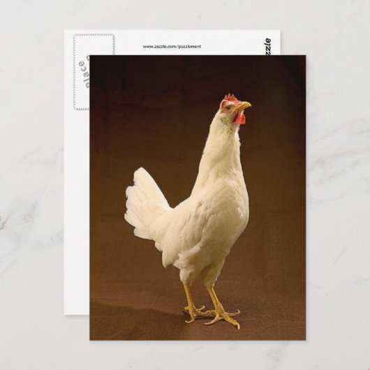 White Leghorn Chicken Briefkaart (Voorkant / Achterkant)