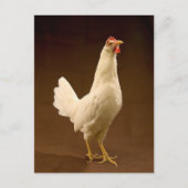 White Leghorn Chicken Briefkaart (Voorkant)